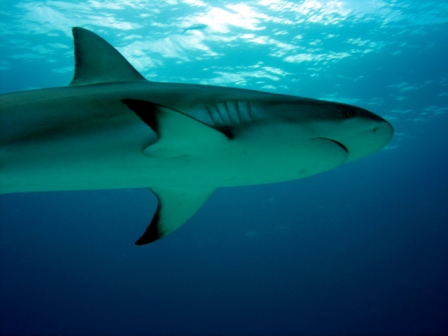 Nurse shark - Bahamas