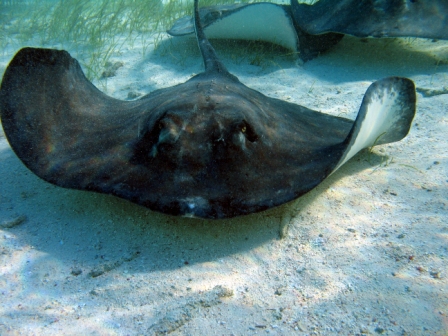 Southern stingray - Caye Caulker - Belize