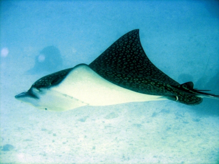 Spotted Eagleray - Belize 
