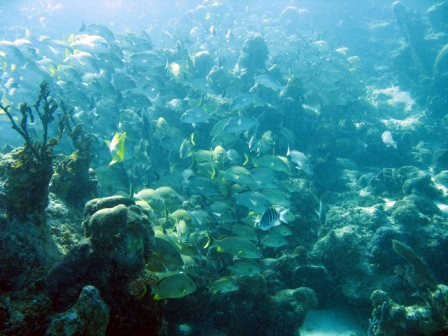 School of fishes - Belize