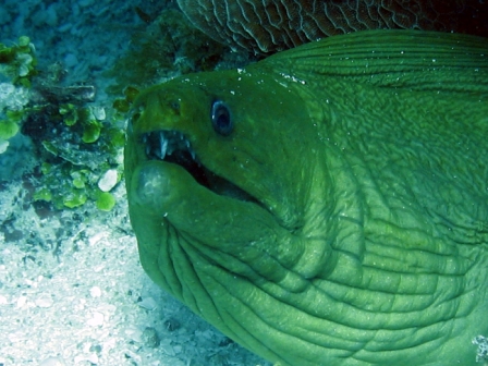 Very big Green Moray - Belize