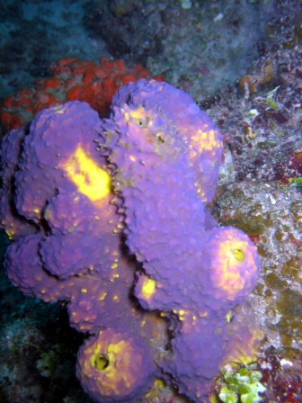 What a coral! - Belize