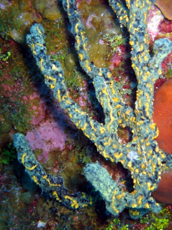 An artist could make better? - Grand Cayman
