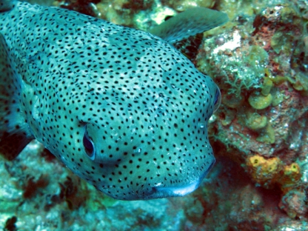 Spotted Boxfish - Grand Cayman