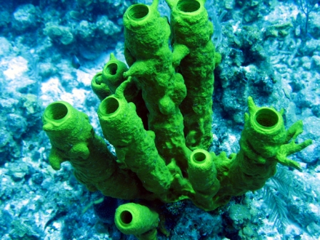 Coral - Grand Cayman