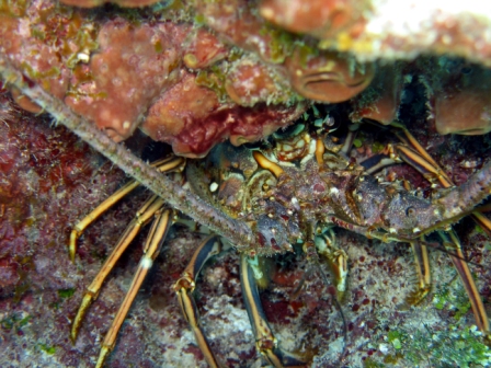 Langoust - Belize