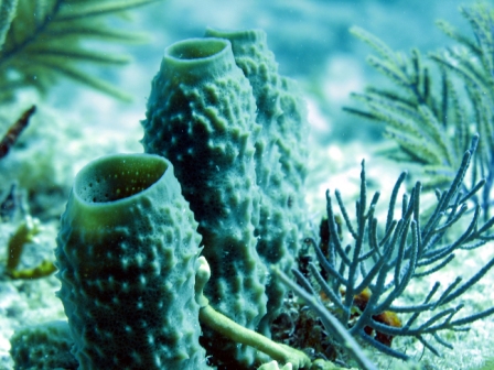 Coral - Florida
