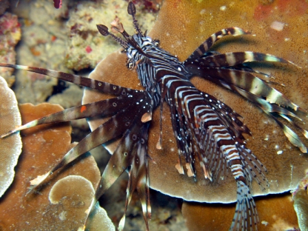 Pacific Lionfish - Thailand