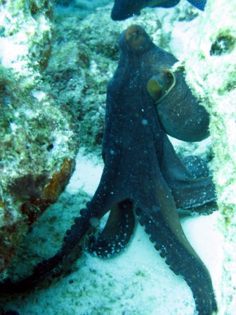 Reef Octopus - Borneo