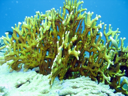 Coral - Thailand