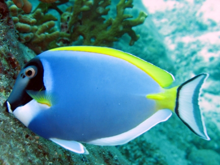 Powder Blue Surgeonfish - Borneo