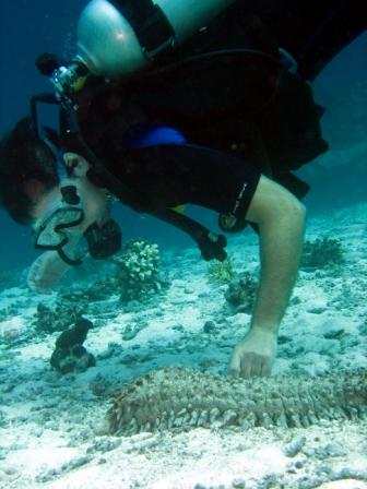 Sea Cucumber - Thailand