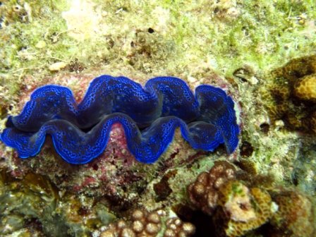 Shell - Thailand