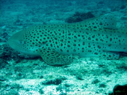 Leopard Shark - Phuket - Thailand