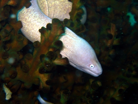 White Moray - Thailand