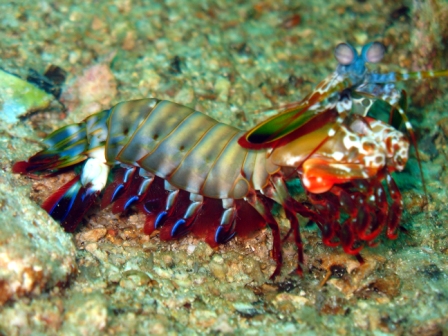 Peacock Mantis Shrimp - Thailand