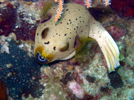 Seal Faced Poffer - Borneo