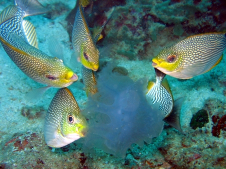 Java Rabbit Fish having lunch with Jelly Fish - Thailand