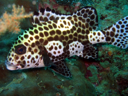 Honeycomb grouper - Thailand