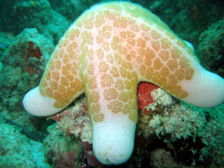Sea star - Borneo
