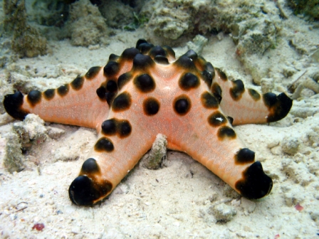 Sea star - Thailand