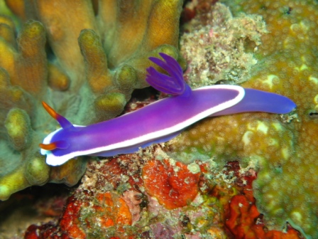 Nudibranch - Malaysia