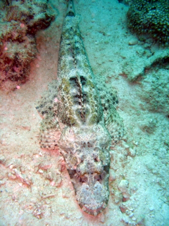 Crocrodile fish - Thailand