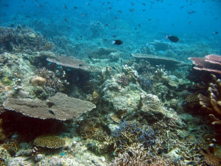 Wonderfull sealife - Thailand