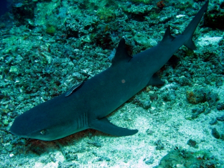 Blacktip Reef Shark - Borneo