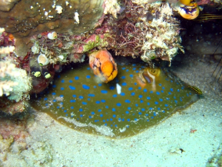 Spotted Stingray - Borneo