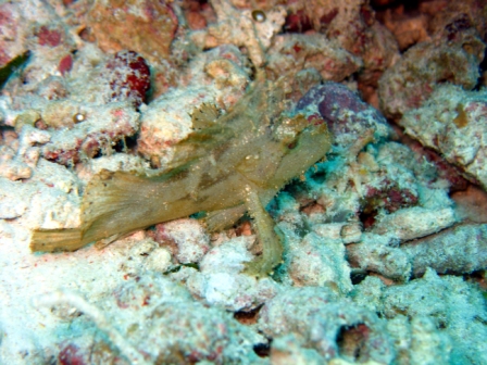 Frogfish - Borneo