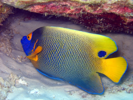 Yellow Masqued Angelfish - Malaysia
