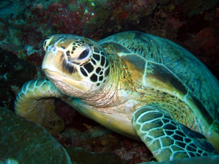 Turtle - Malaysia
