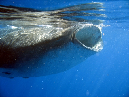 Whale Shark - Isla Mujeres, Mexico