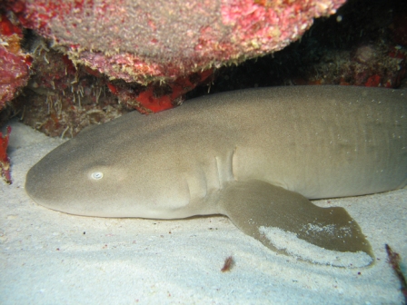 Whitetip Reef Shark - Borneo