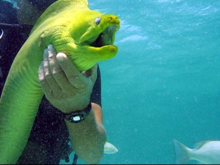 Green Moray - Grand Cayman